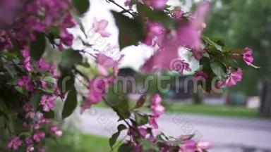 城市街道背景上的亮粉樱花枝，春花和园艺理念。 库存数据